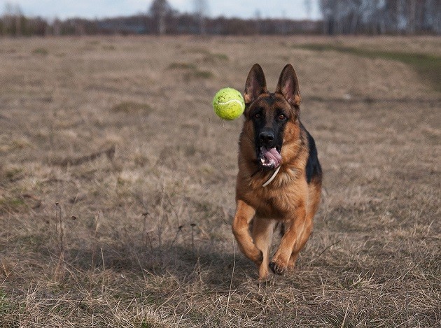 playing german shepherds ball