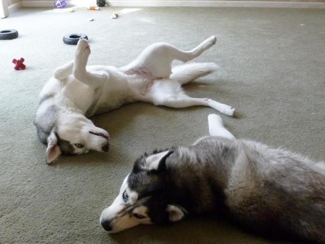 playing huskies photo pics