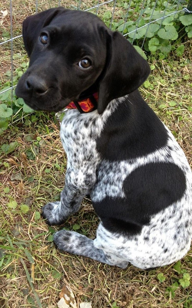 pointer eyes puppy cute