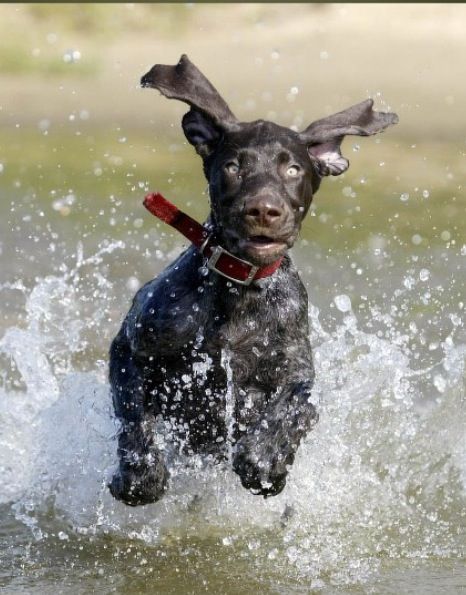 pointer water running