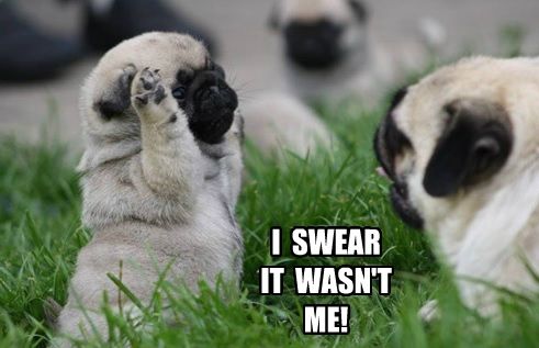 pug meme swear funny