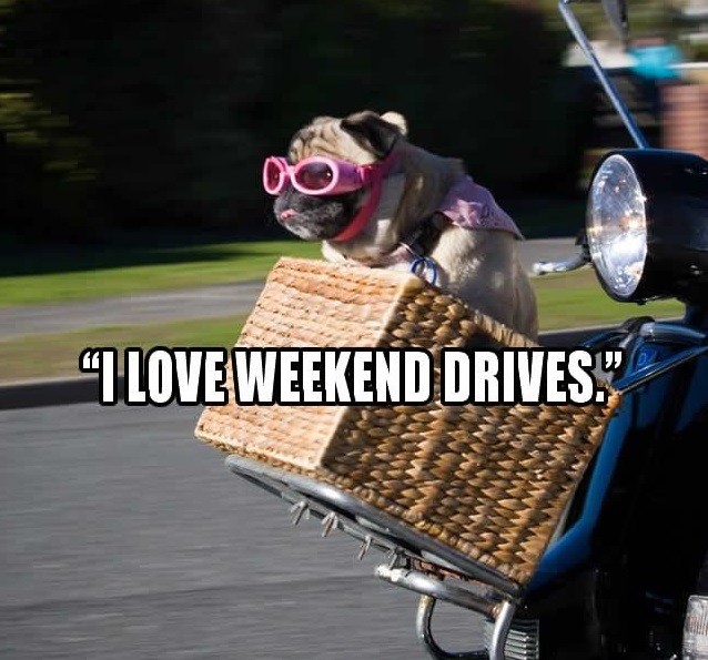 pug weekend meme