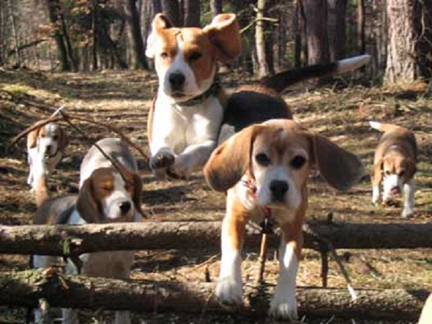 running beagles forest