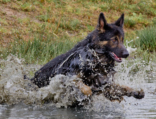 running german shepherd water