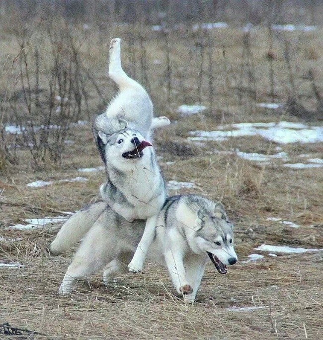 running huskies funny