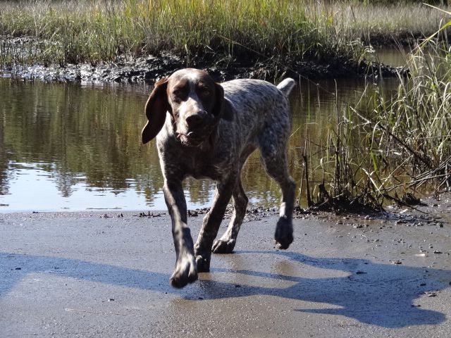 running pointer water lake