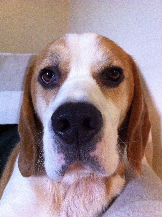 sad beagle face photo