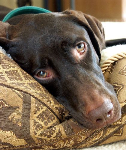 sad pointer eyes dog