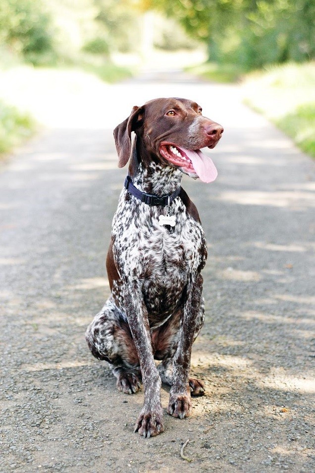 sitting pointer cool photo