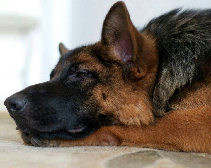 sleep gsd dog