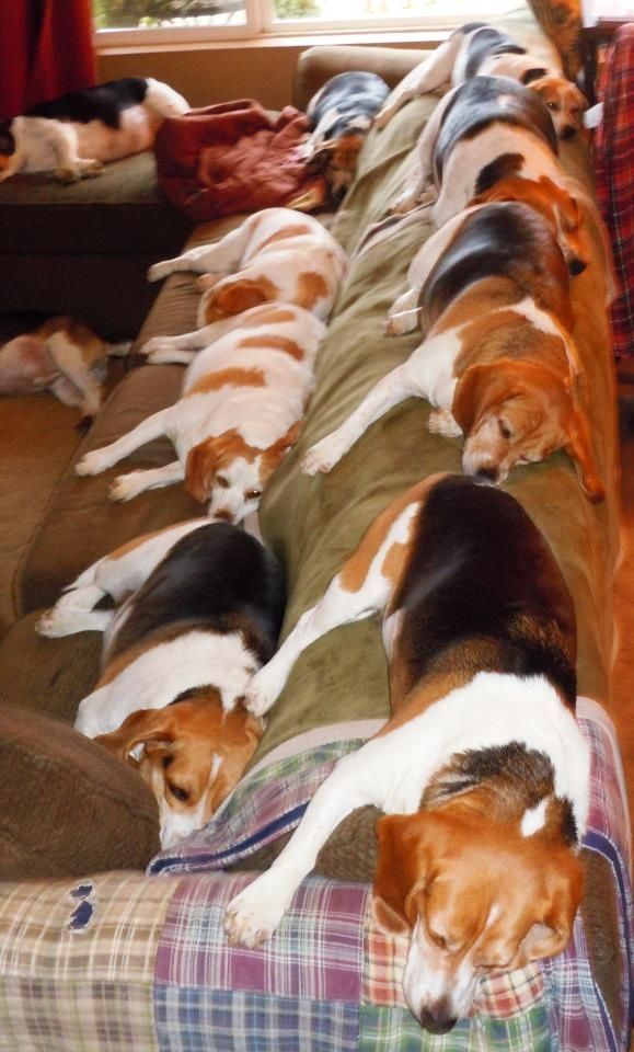 sleeping beagles dogs