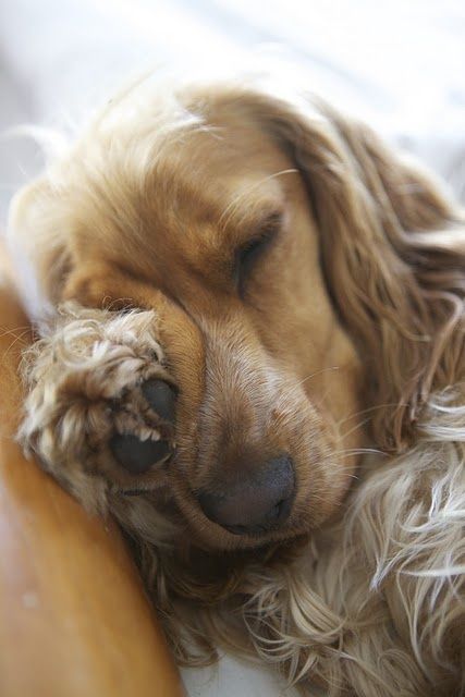 sleeping cocker spaniel