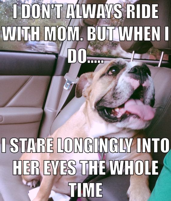 staring english bulldogs pics dog