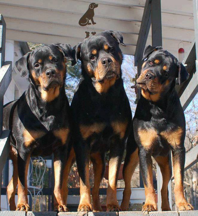 three rottweilers