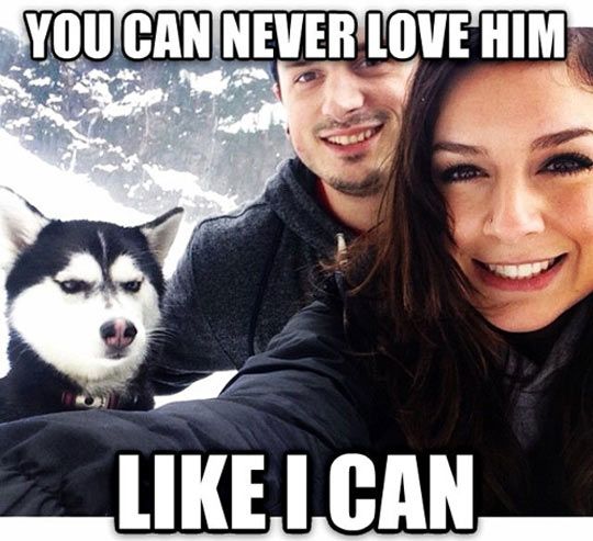 upset husky meme