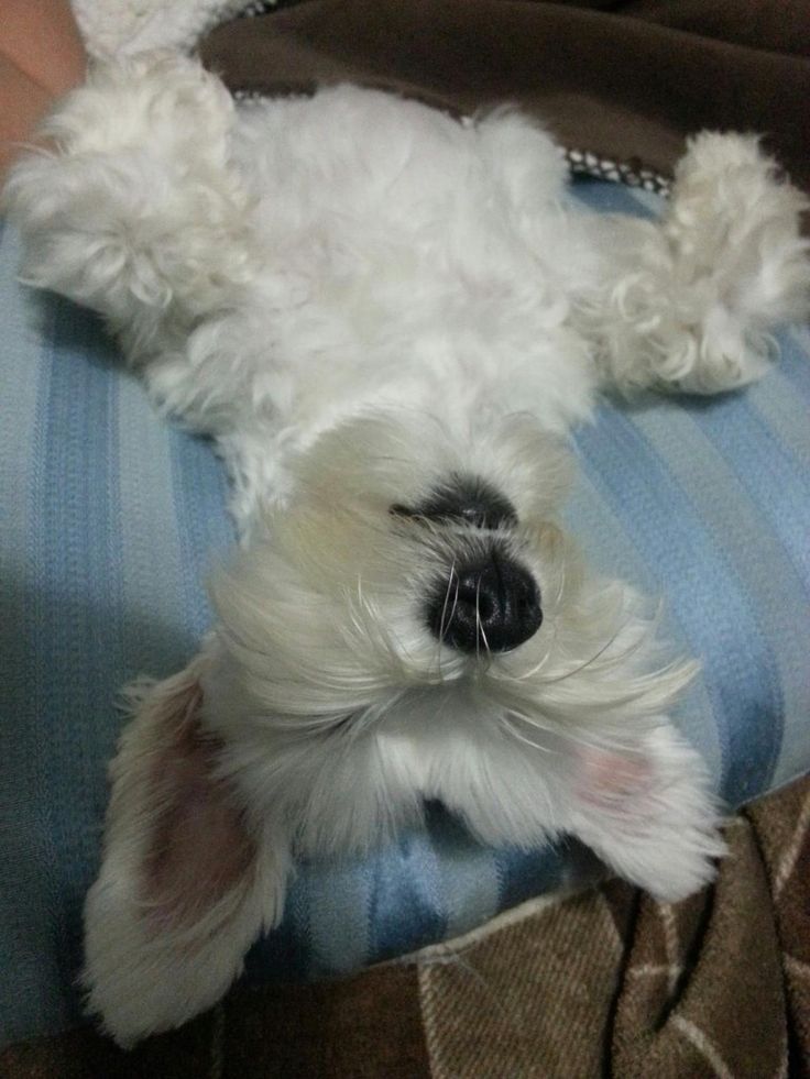 white schnauzer sleeping