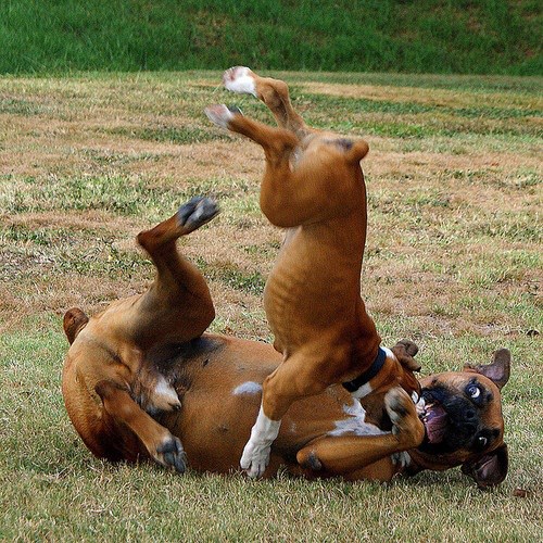 boxer energetic exercise
