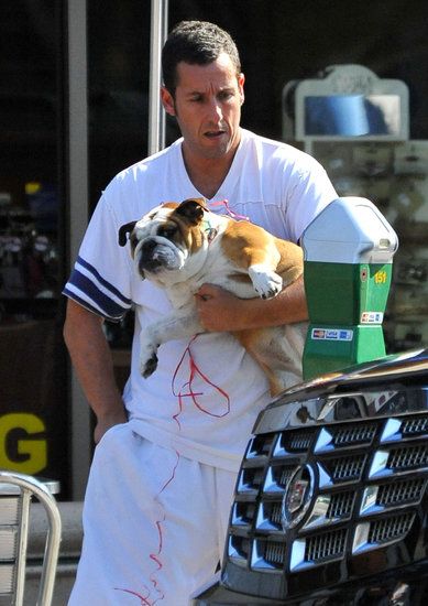 Adam Sandler bulldog