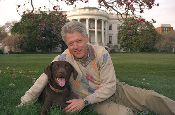 Bill Clinton labrador