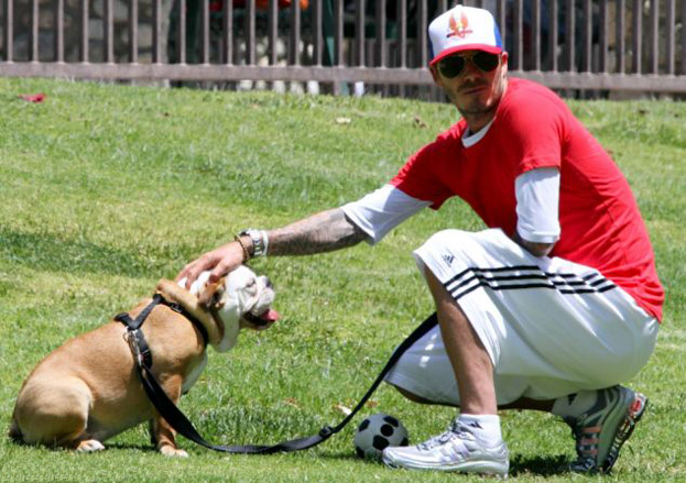 David Beckham bulldog