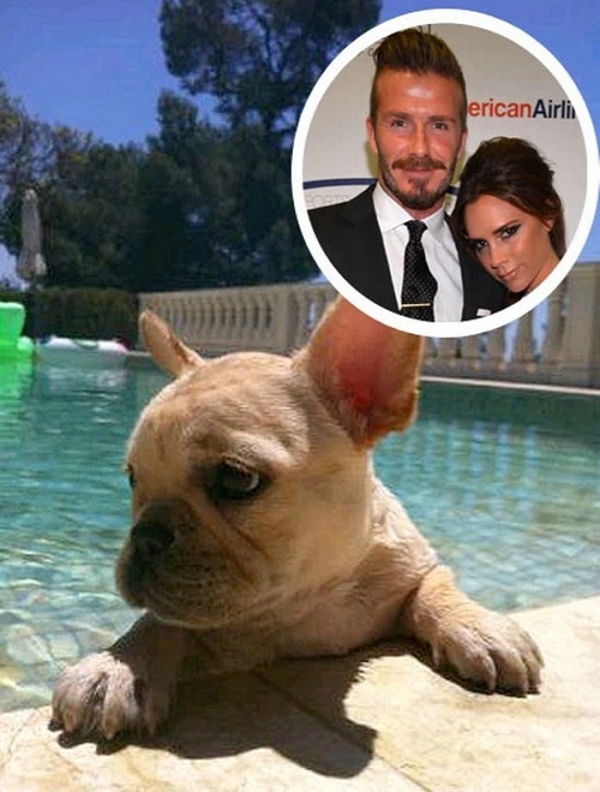 David and Victoria Beckham dog