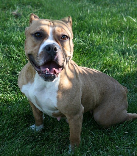 English Bulldog Pit Bull mix