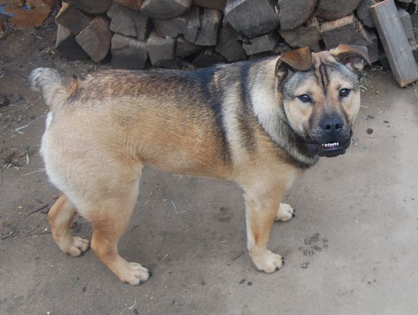 English Bulldog and German Shepherd mix