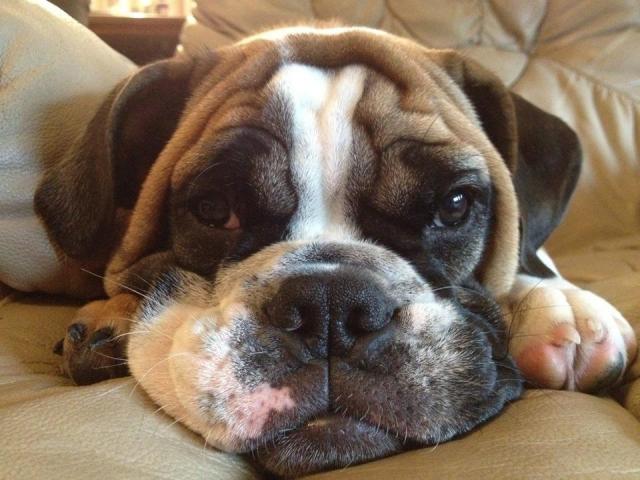 English Bulldog and boxer mix