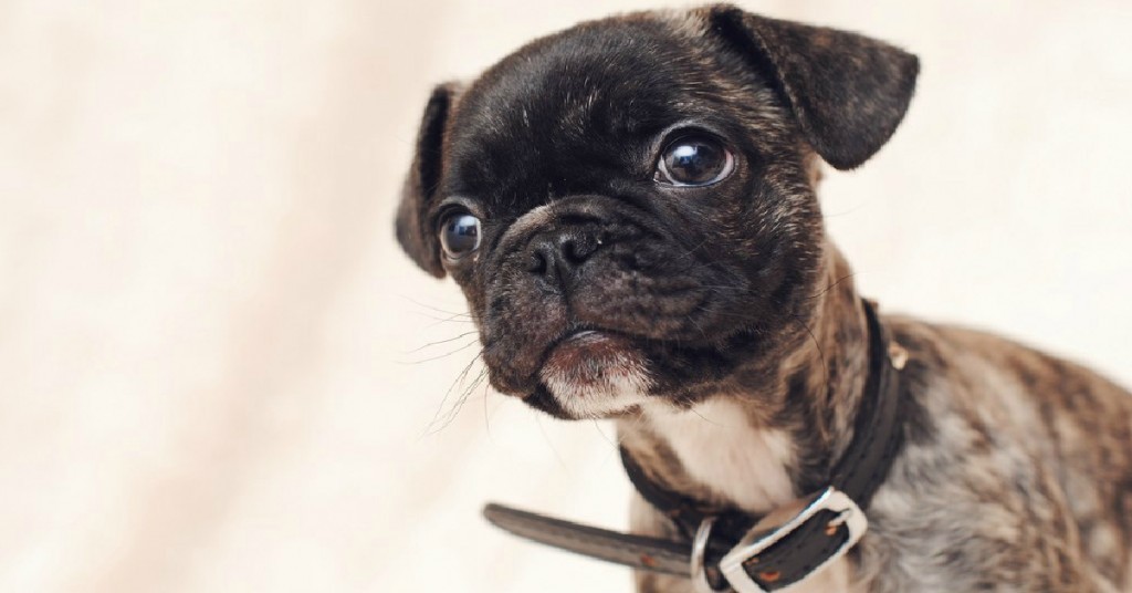 Frug-puppy