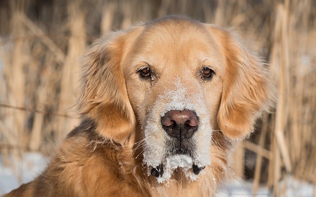 Golden-retriever-dog-eyes-snow staring