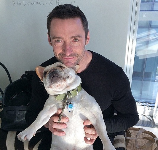 Hugh Jackman dog