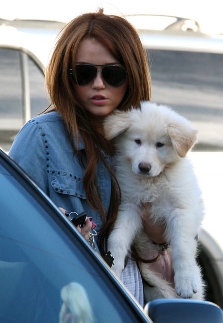 Miley Cyrus white german shepherd dog