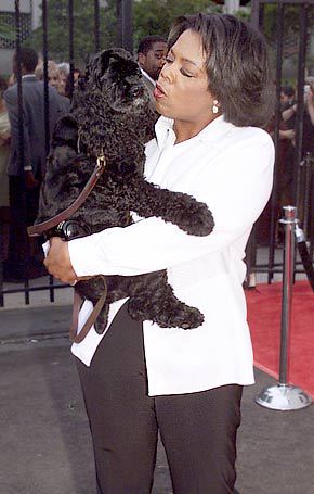 Oprah cocker spaniel