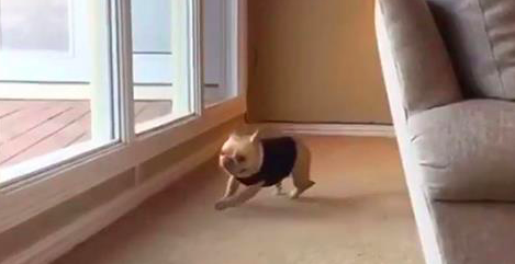 pup-running-away-1