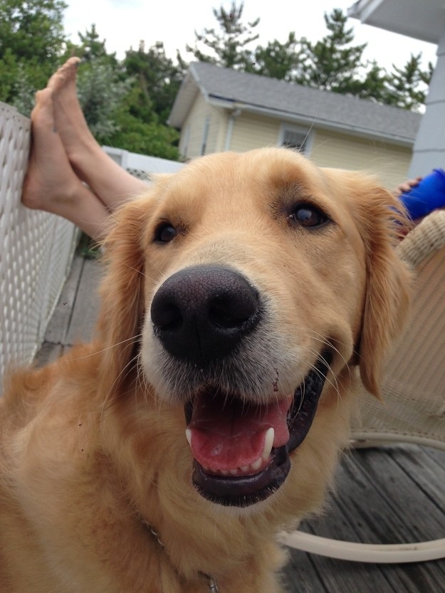 beautiful golden retriever