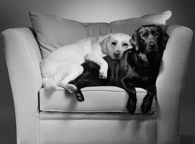 beautiful labs on couch
