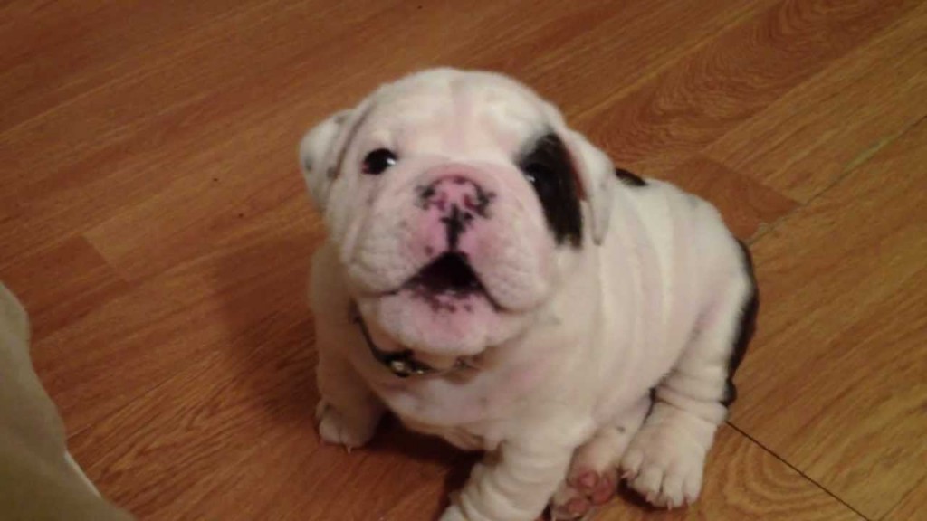 bentley-the-bulldog-puppy-is-fussy