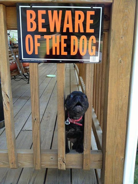 beware of dog