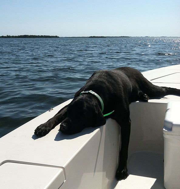 black lab boat trip