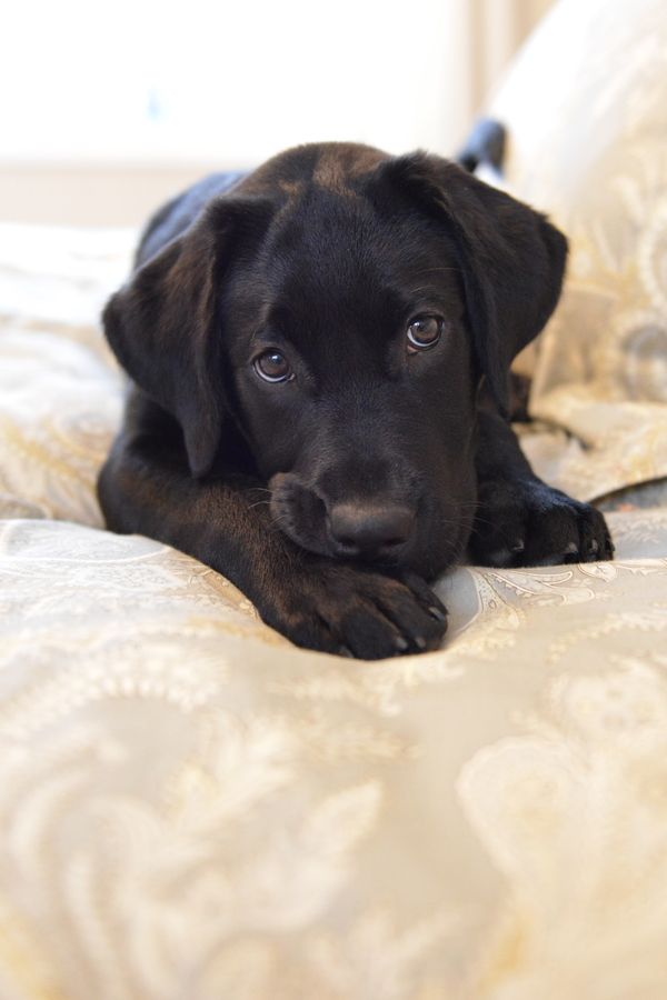 black lab puppy on bed