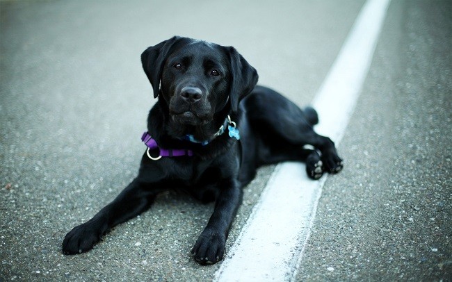 black labrador eyes road