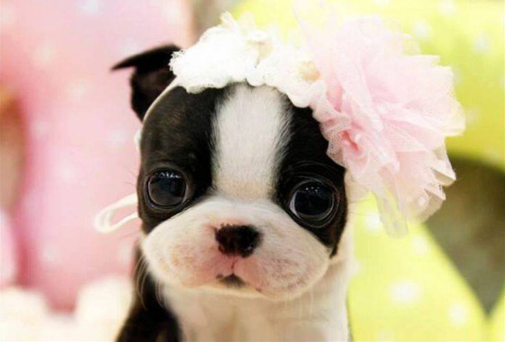 boston terrier puppy