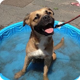 Golden Retriever + Boxer = Golden Boxer