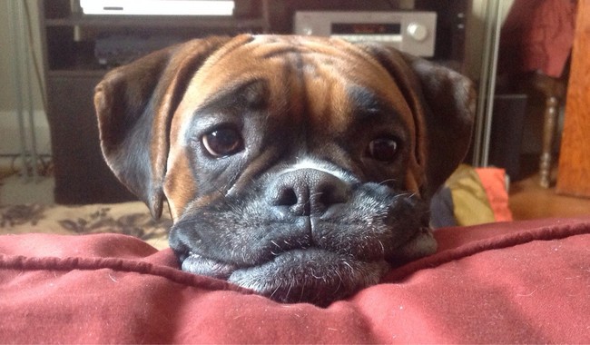 boxer i love you face