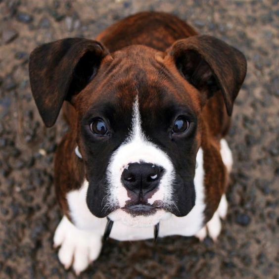 boxer puppy 1