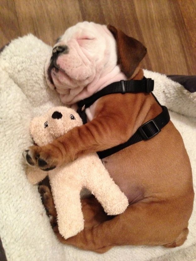 bulldog 1