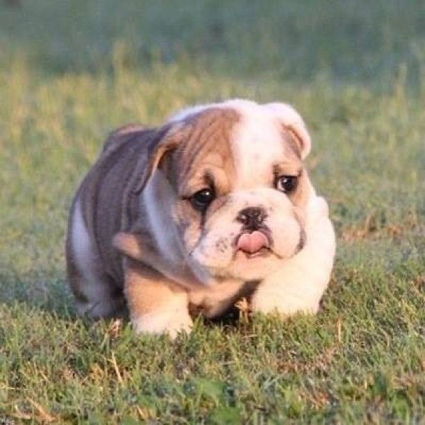 bulldog 3