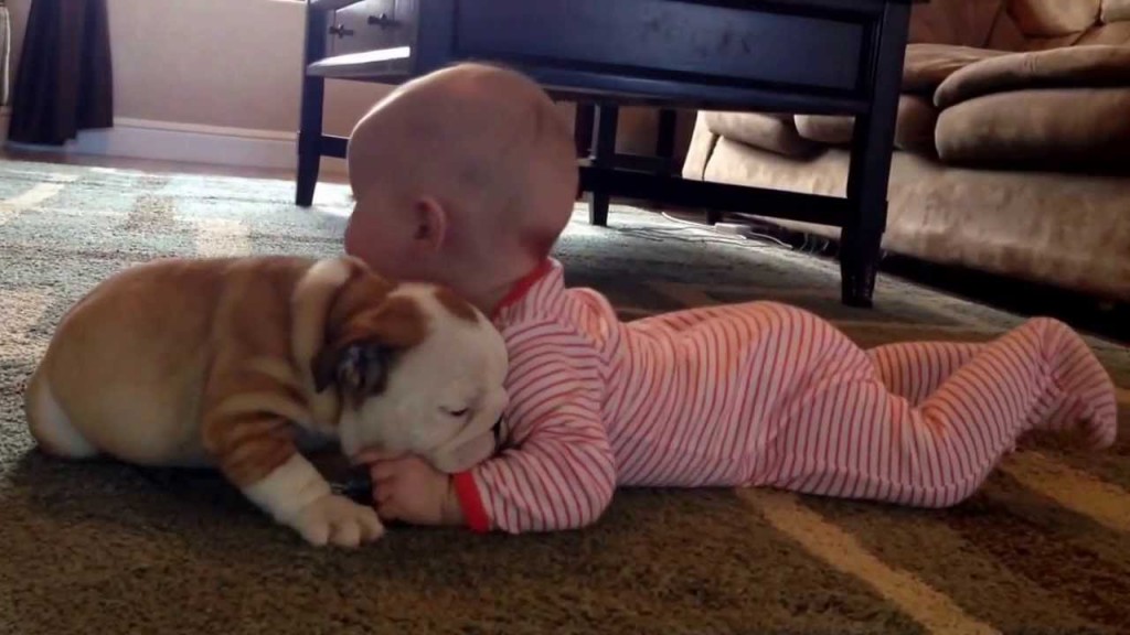 bulldog-puppy-kissing-a-baby