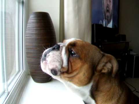 bulldog-sings-opera