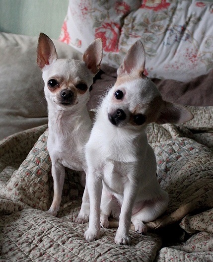 chihuahua dogs